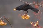 blackbird_PR7_211218c.jpg