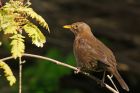 blackbird_gdn_120521a.jpg