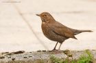 blackbird_gdn_260320a.jpg