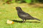 Filename=blackbird_gdn_270420b.jpg
Filesize=570KB
Dimensions=1300x867
Date added=Apr 02, 2021 blackbird_gdn_270420b.jpg