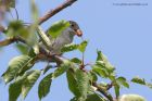 blackcap_040611a.jpg