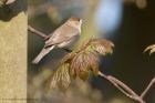 blackcap_090411a.jpg