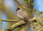 blackcap_110409a.jpg