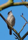 blackcap_110409c.jpg