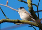 blackcap_110409d.jpg