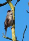 blackcap_110409g.jpg