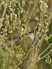 blackcap_1204a.jpg