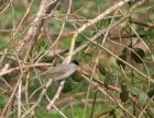 blackcap_1204c.jpg