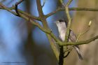 blackcap_140412c.jpg