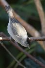 blackcap_150413a.jpg