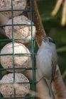 blackcap_150413g.jpg