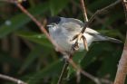 blackcap_150413h.jpg