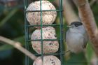 blackcap_150413j.jpg