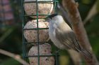 blackcap_150413l.jpg