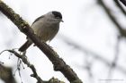 blackcap_170415a.jpg