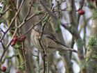 blackcap_2511a.jpg