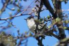 blackcap_290413a.jpg