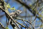 blackcap_290413b.jpg