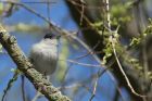 blackcap_290413d.jpg