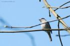 blackcap_brock_080419a.jpg