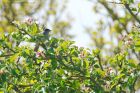 blackcap_mm_010518a.jpg