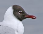 blackheadedgull_1404a~0.jpg