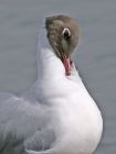 blackheadedgull_1404h.jpg