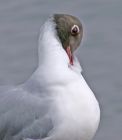 blackheadedgull_1404i.jpg