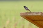 blackredstart_040611d.jpg