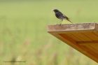 blackredstart_040611f.jpg