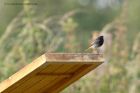 blackredstart_040611i.jpg