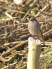 blackredstart_1702e.jpg