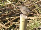 blackredstart_1702f.jpg