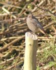 blackredstart_1702g.jpg