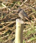 blackredstart_1702h.jpg