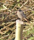 blackredstart_1702j.jpg