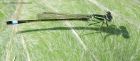 Filename=blueTailed_110713a.jpg
Filesize=314KB
Dimensions=1100x482
Date added=Oct 19, 2013 blueTailed_110713a.jpg