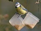 Filename=blueTit_0104a.jpg
Filesize=108KB
Dimensions=800x612
Date added=Aug 16, 2008 blueTit_0104a.jpg