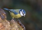 blueTit_030111a.jpg