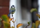 blueTit_031010a.jpg