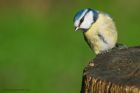 blueTit_040217a.jpg