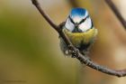 blueTit_040217g.jpg