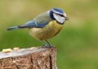 blueTit_060410d.jpg