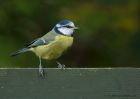 blueTit_091010a.jpg