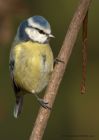 blueTit_111210a.jpg