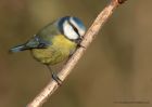 blueTit_111210b.jpg