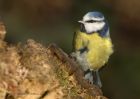 blueTit_111210d.jpg