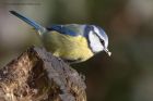 blueTit_120211a.jpg