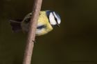 blueTit_120211d.jpg