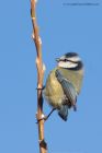 blueTit_130112a.jpg